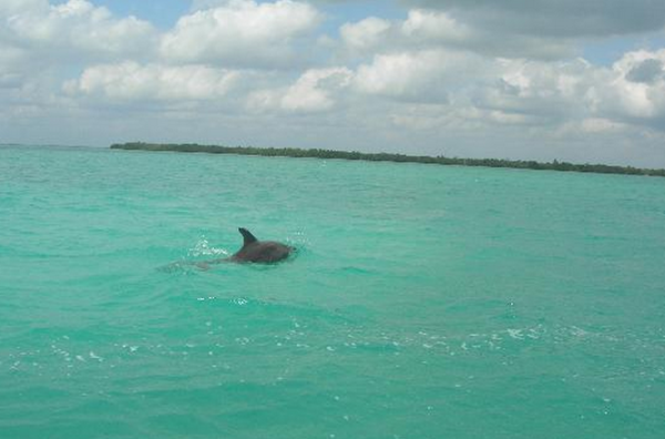 Régate dauphins...contre frégates